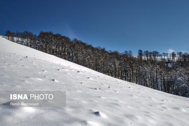 Winter Snow in Hyrcanian Forests of Northern Iran