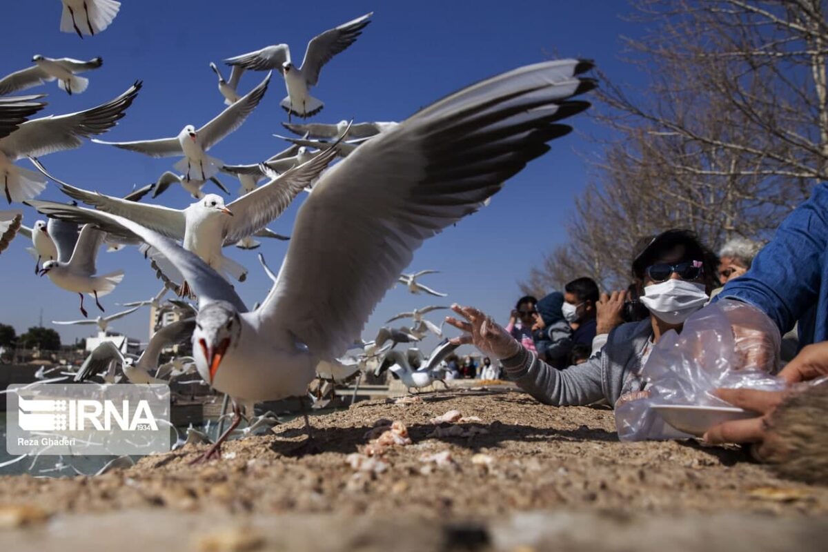 Larus Birds Arrive in Iran's Shiraz as Part of Annual Migration