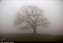 Single Trees Standing Shrouded in Winter Mist Single Trees Standing Shrouded in Winter Mist