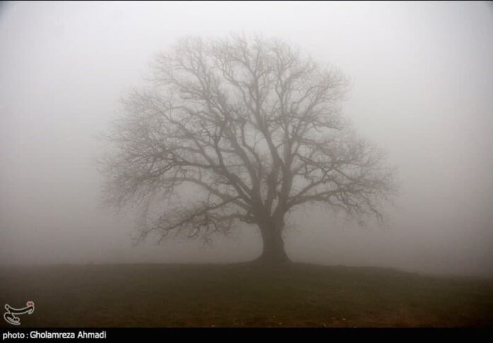 Single Trees Standing Shrouded in Winter Mist
