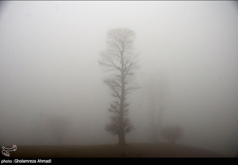 Single Trees Standing Shrouded in Winter Mist