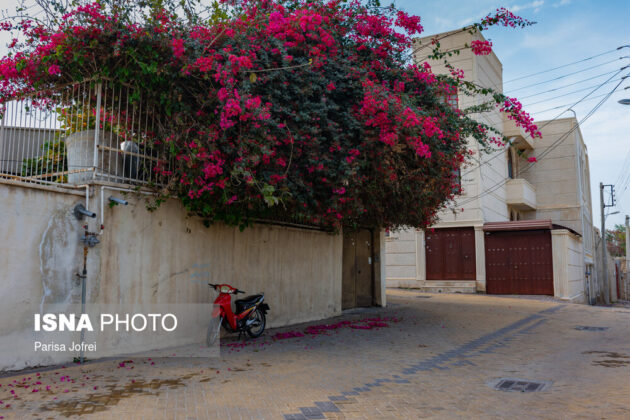 Bushehr: A City of Mesmerizing Flowers in Southern Iran