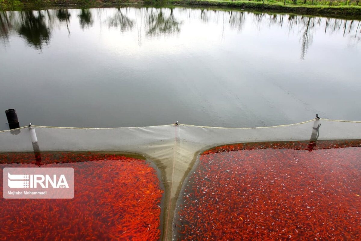 Gold Fish Farming in Iran's Rasht