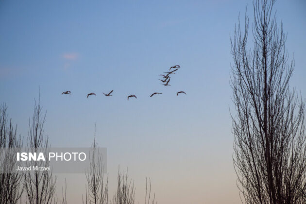 Migratory Swans in Sorkhrud Wetland 1