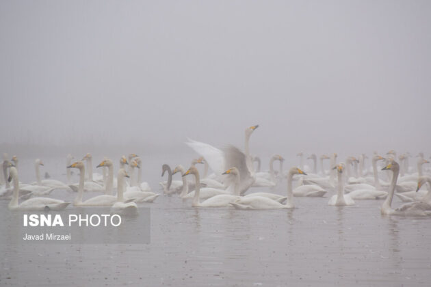 Migratory Swans in Sorkhrud Wetland 11