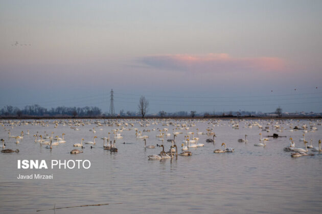 Migratory Swans in Sorkhrud Wetland 12