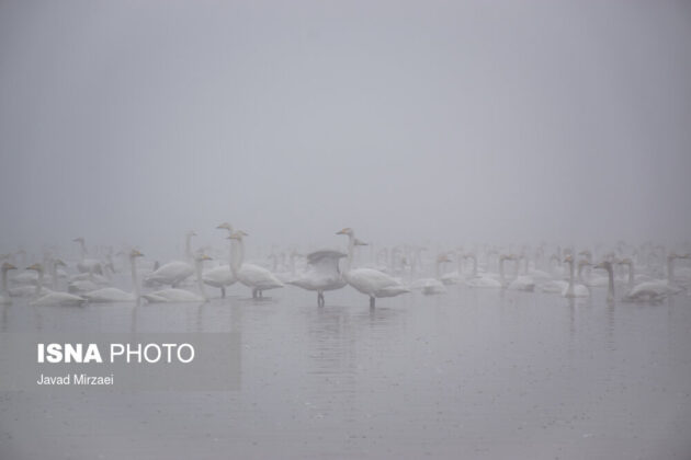 Migratory Swans in Sorkhrud Wetland 16