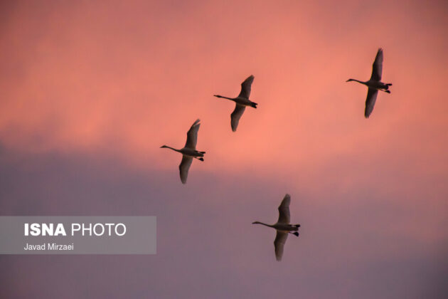 Migratory Swans in Sorkhrud Wetland 17