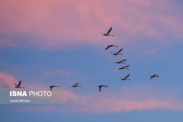 Migratory Swans in Sorkhrud Wetland 18