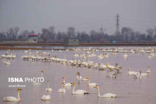 In Photos: Migratory Swans in Sorkhrud Wetland