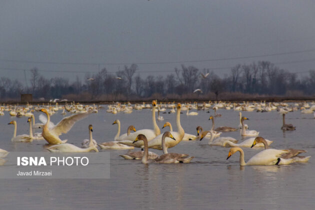 Migratory Swans in Sorkhrud Wetland 21
