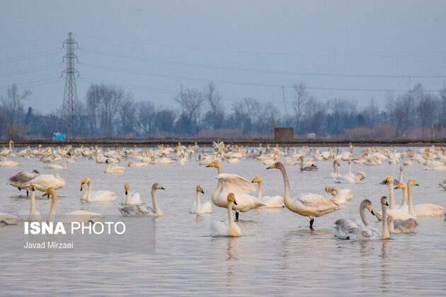 Migratory Swans in Sorkhrud Wetland 3