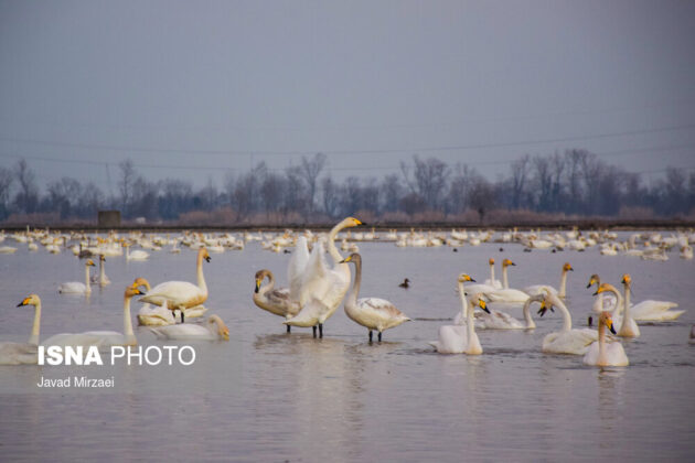 Migratory Swans in Sorkhrud Wetland 5