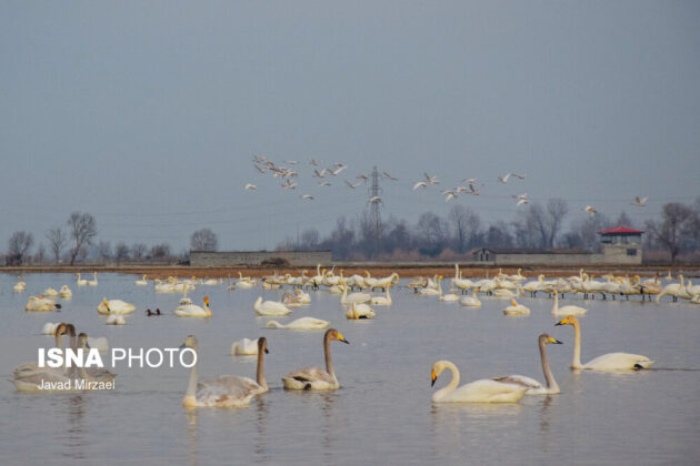 Migratory Swans in Sorkhrud Wetland 8