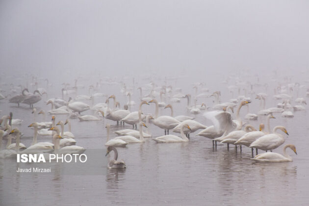 Migratory Swans in Sorkhrud Wetland 9