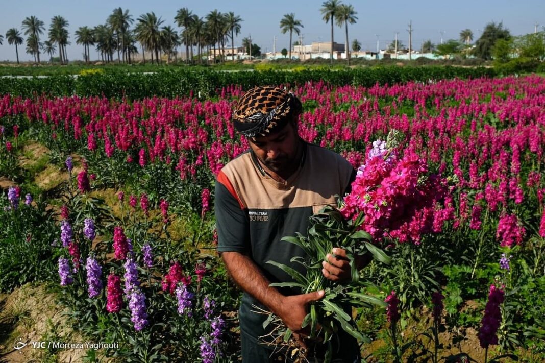 Spring Flower Harvest in Iran's Khuzestan