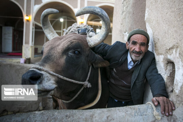 A Unique Tourist Attraction in Iran: Cow Works Only When Owner Sings!