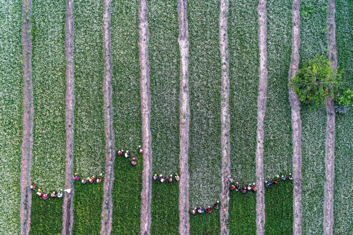 Camomile Harvest in Golestan, Northern Iran