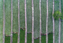 Camomile Harvest in Golestan, Northern Iran