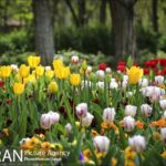 Over 40,000 Tulips Planted in Tehran's City Park