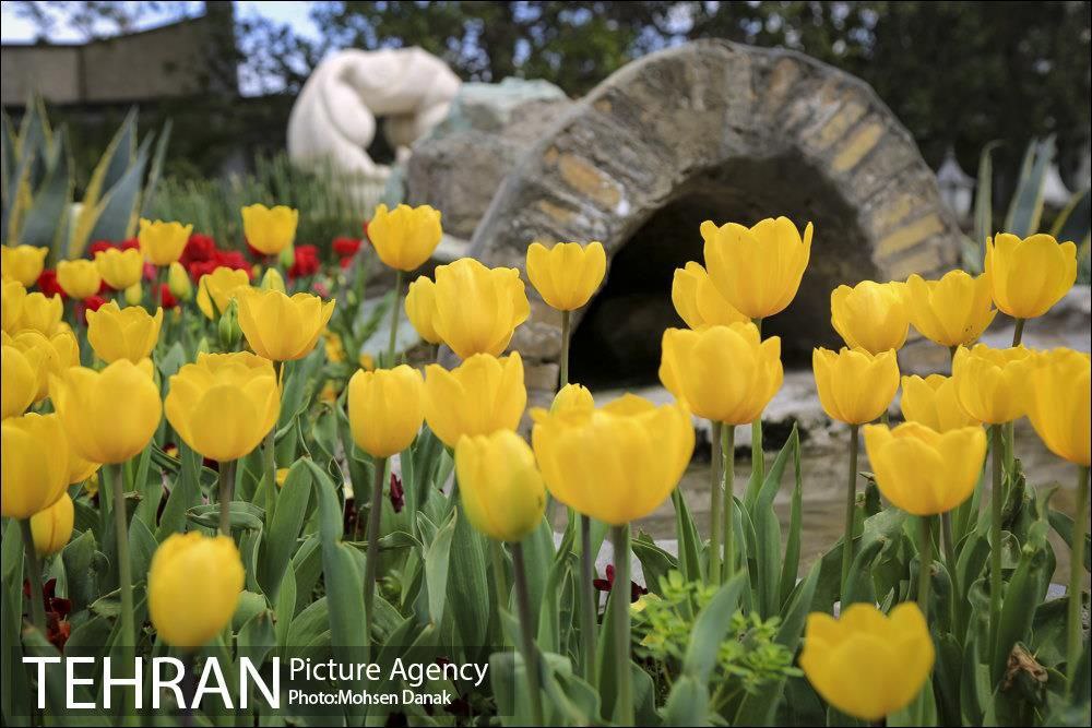 Over 40,000 Tulips Planted in Tehran's City Park