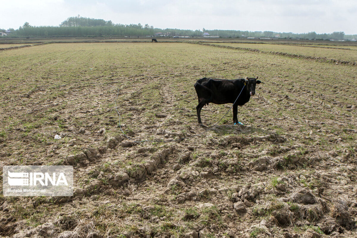 Drought in Iran's Evergreen Gilan Province