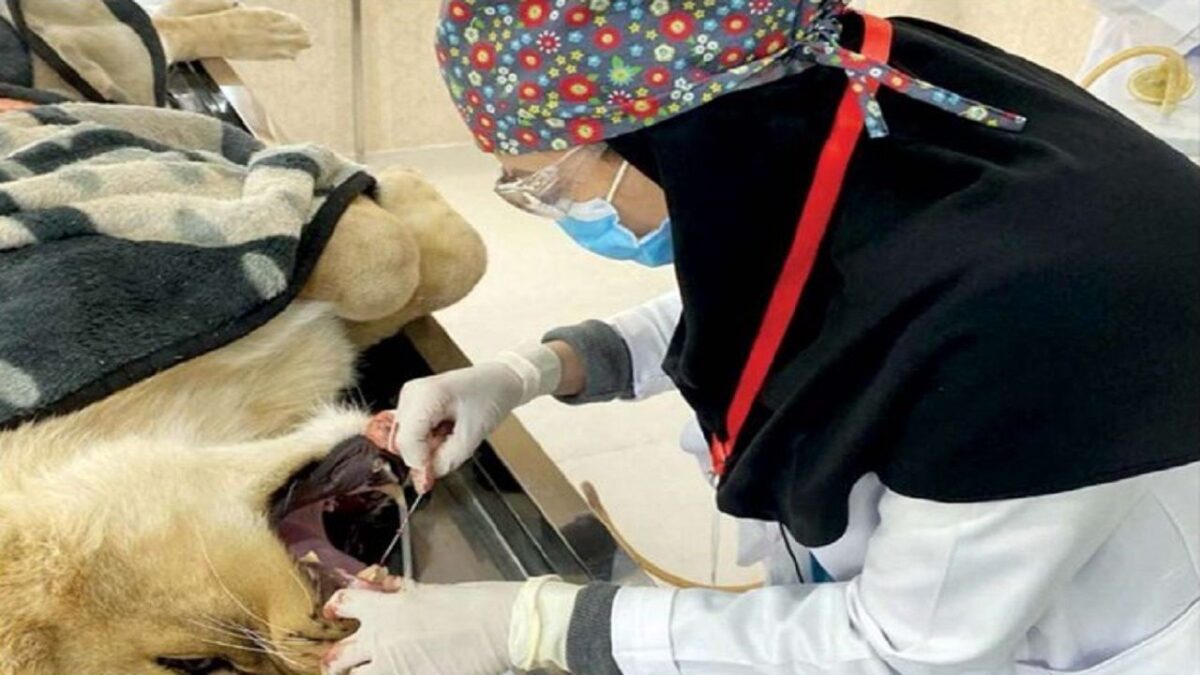 Lioness Undergoes Root Canal Surgery in Iran 2 Lioness Undergoes Root Canal Surgery in Iran