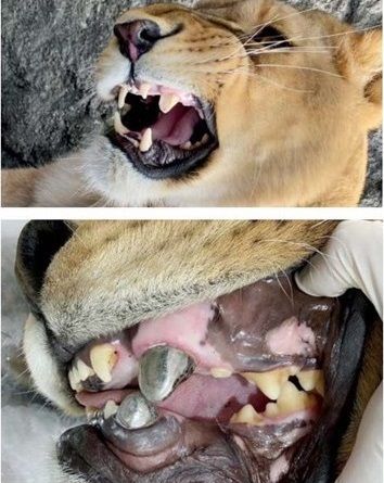 Lioness Undergoes Root Canal Surgery in Iran