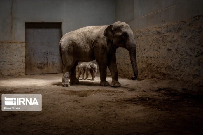 Iran's First-Ever Baby Elephant Born in Eram Zoo (2)