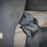 Irans First Ever Baby Elephant Born in Eram Zoo 3
