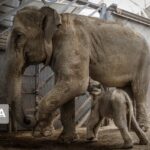 Iran's First-Ever Baby Elephant Born in Eram Zoo