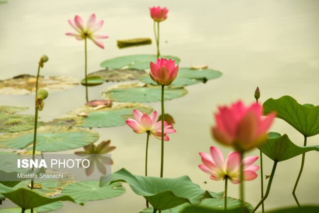 Indian Lotus in Ojak Sar Pond
