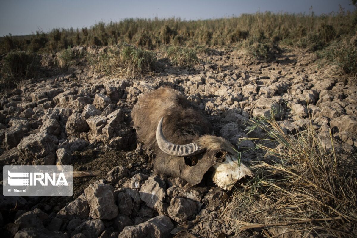 Wildlife in Iranian Wetland on Verge of Death Due to Drought