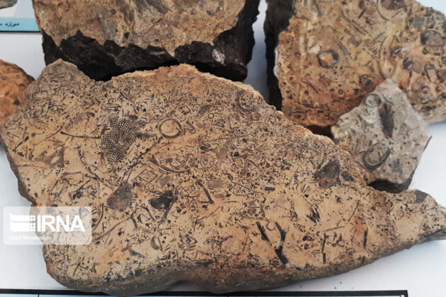 Sangsar Museum of Rocks Fossils 10
