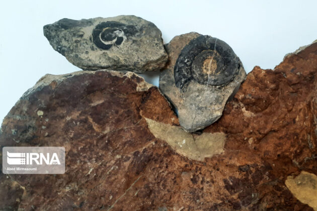Sangsar Museum of Rocks Fossils 21