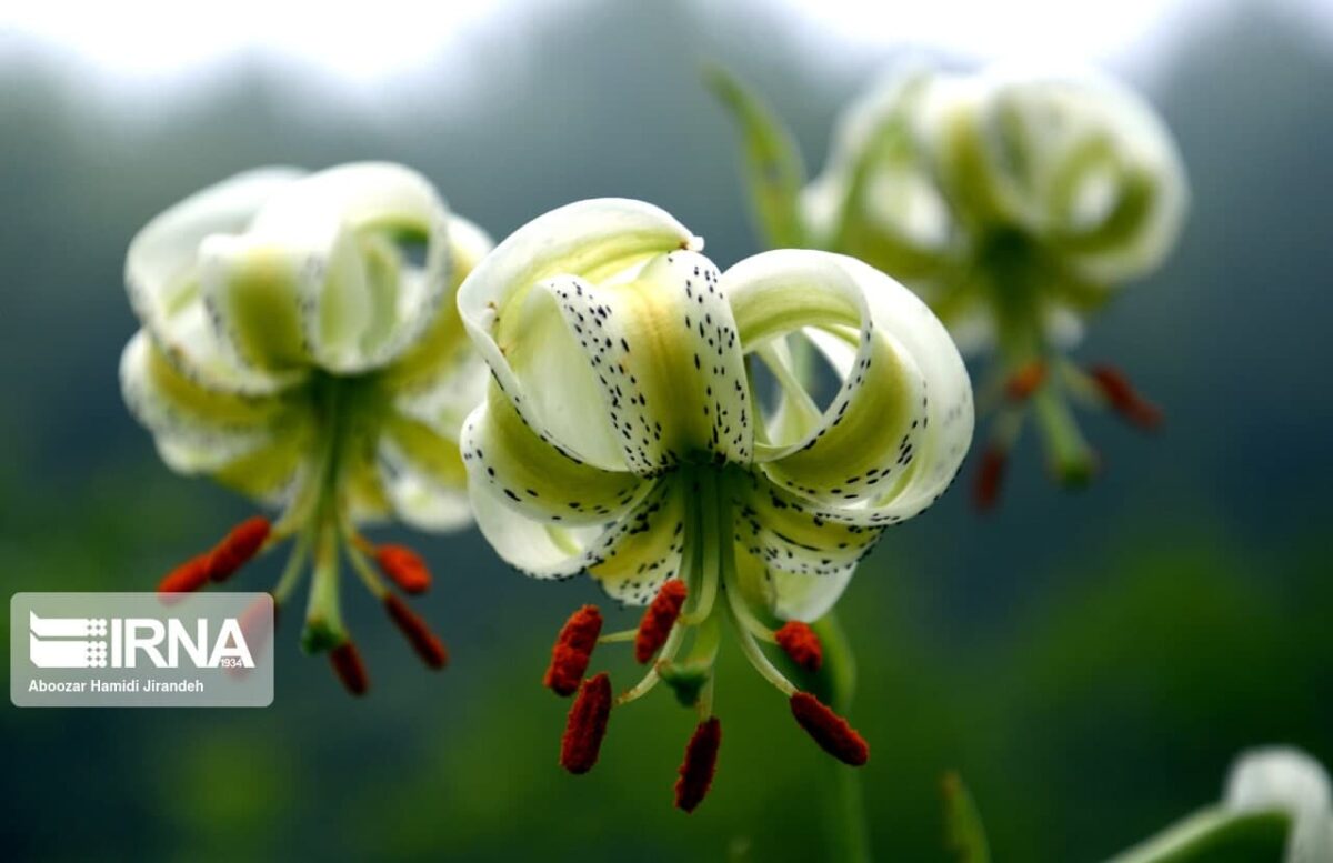 World's Rarest Lilly Blooms in Northern Iran