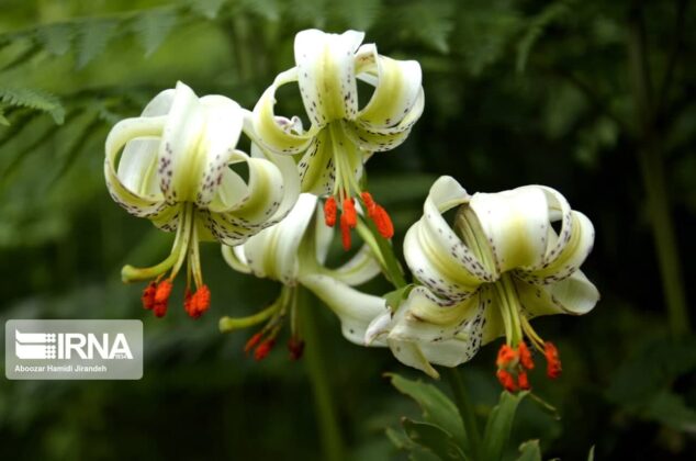 World's Rarest Lilly Blooms in Northern Iran