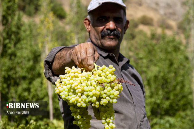 Grapes Harvest and Raisin Production in Kordestan Vineyards