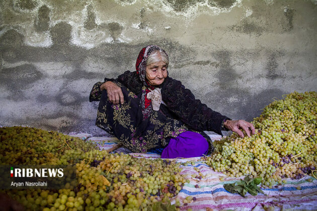 Grapes Harvest and Raisin Production in Kordestan Vineyards