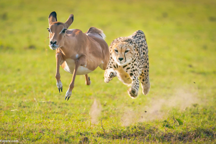 Maasai Mara lives on best wildlife photos of the year 1