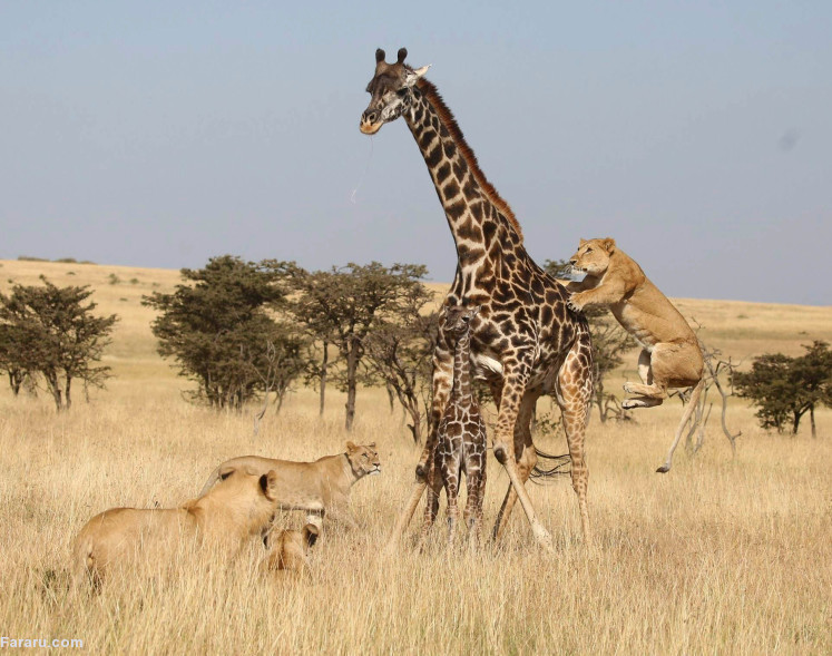 Maasai Mara lives on best wildlife photos of the year 4
