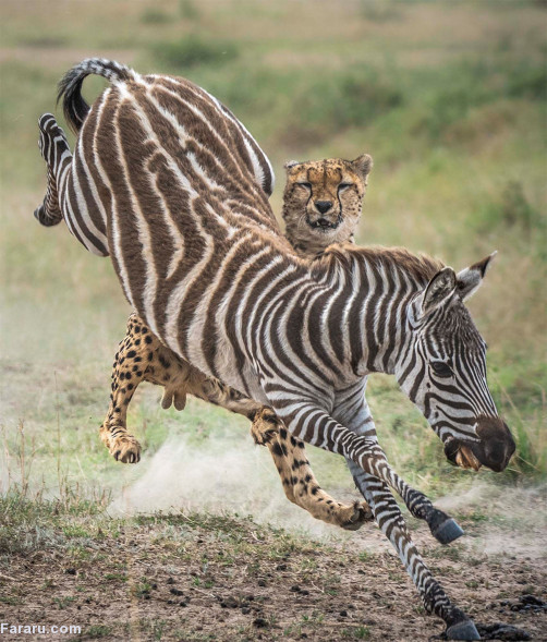 Maasai Mara lives on best wildlife photos of the year 8