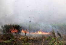 Anzali Lagoon Fire in North Iran Believed to be ‘Arson’: Official