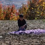 Saffron Harvest Season Begins in Iran’s Golestan