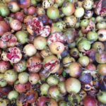 Pomegranate harvest starts in Middle East’s only reservoir of sour pomegranate