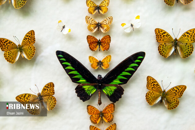 The Butterfly Garden Museum of Isfahan