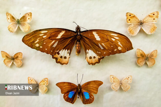 The Butterfly Garden Museum of Isfahan