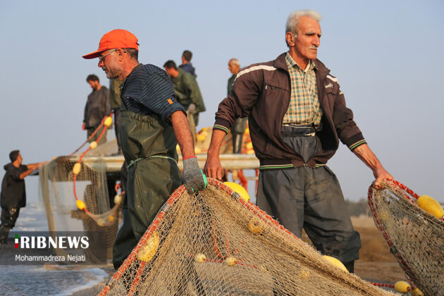 Harvesting Bony Fish Along Mazandaran Coasts