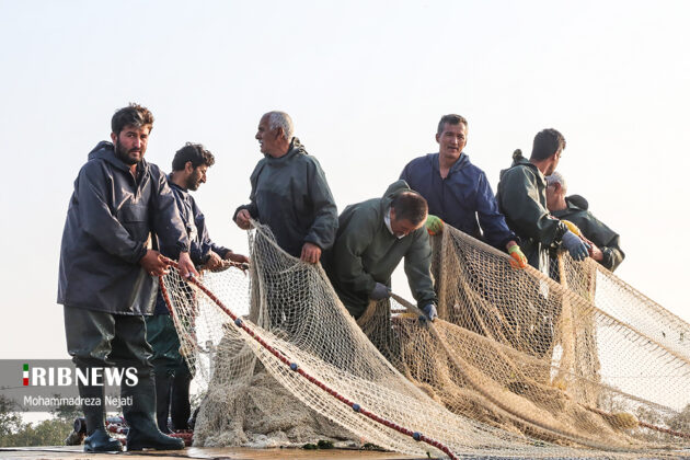 Harvesting Bony Fish Along Mazandaran Coasts