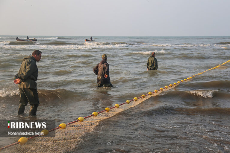 Harvesting Bony Fish Along Mazandaran Coasts - Iran Front Page